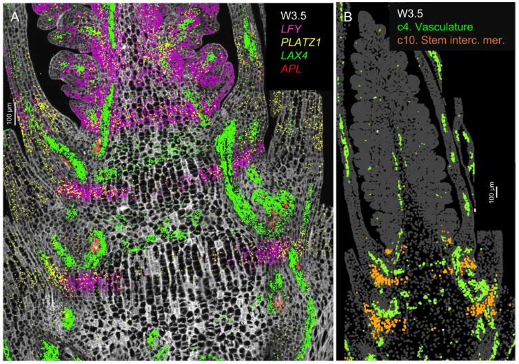 Genome Biology (IF=9.4)|加州大学研究团队整合空间转录组与单细胞测序揭示小麦穗的空间表达图谱与调控网络！(图3)