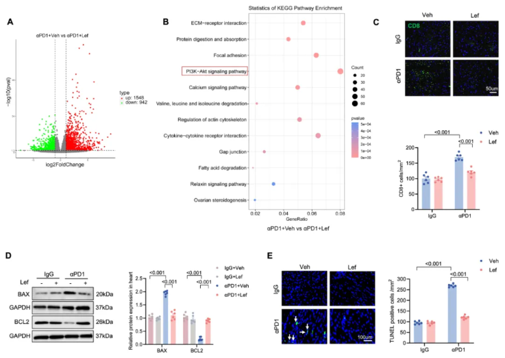 nat commun (IF=15.7)|武大人民医院马振国团队：护心不减效！Lef通过IPA缓解免疫治疗心脏毒性(图4)