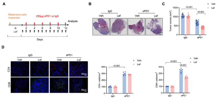 nat commun (IF=15.7)|武大人民医院马振国团队：护心不减效！Lef通过IPA缓解免疫治疗心脏毒性(图2)