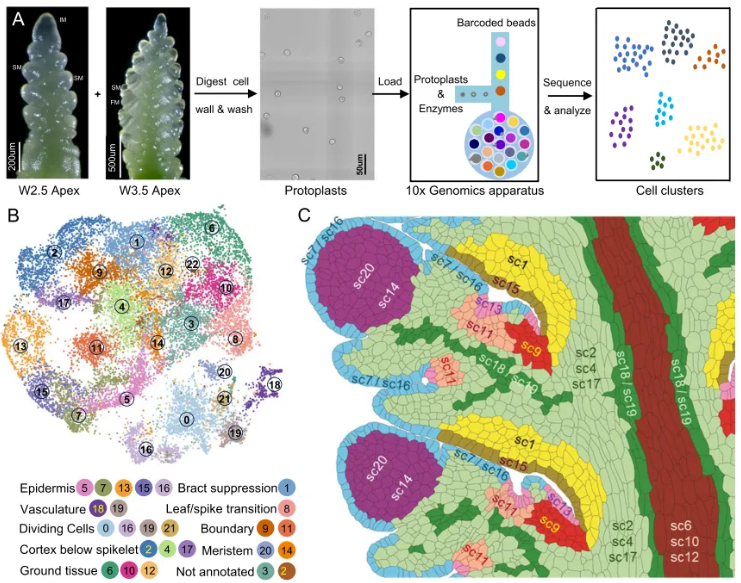 Genome Biology (IF=9.4)|加州大学研究团队整合空间转录组与单细胞测序揭示小麦穗的空间表达图谱与调控网络！(图5)