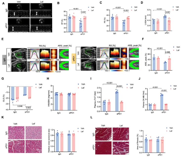 nat commun (IF=15.7)|武大人民医院马振国团队：护心不减效！Lef通过IPA缓解免疫治疗心脏毒性(图3)