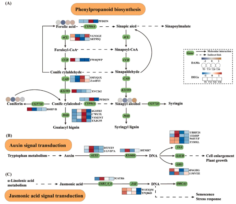 PPB(IF=5.7)|青岛农大司彤老师团队发现花生增产秘诀：适度剪枝，产量品质双丰收！(图9)