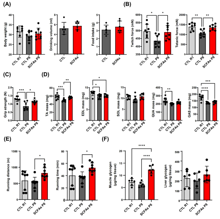 JCSM(IF=9.1)|香港中文大学研究团队：SCFAs激活mTOR通路，为肌少症治疗打开“肠道-肌肉轴”新窗口(图4)