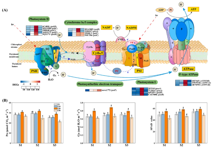 PPB(IF=5.7)|青岛农大司彤老师团队发现花生增产秘诀：适度剪枝，产量品质双丰收！(图5)