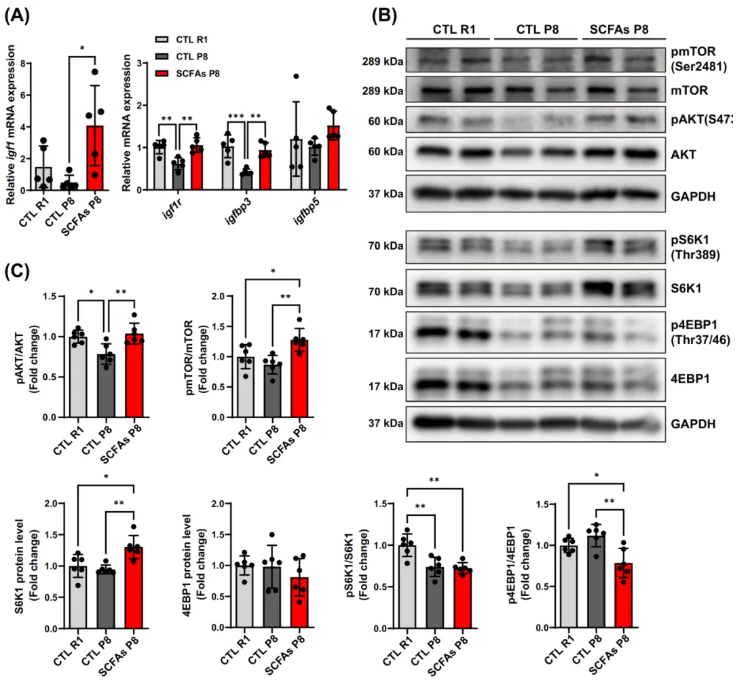 JCSM(IF=9.1)|香港中文大学研究团队：SCFAs激活mTOR通路，为肌少症治疗打开“肠道-肌肉轴”新窗口(图6)