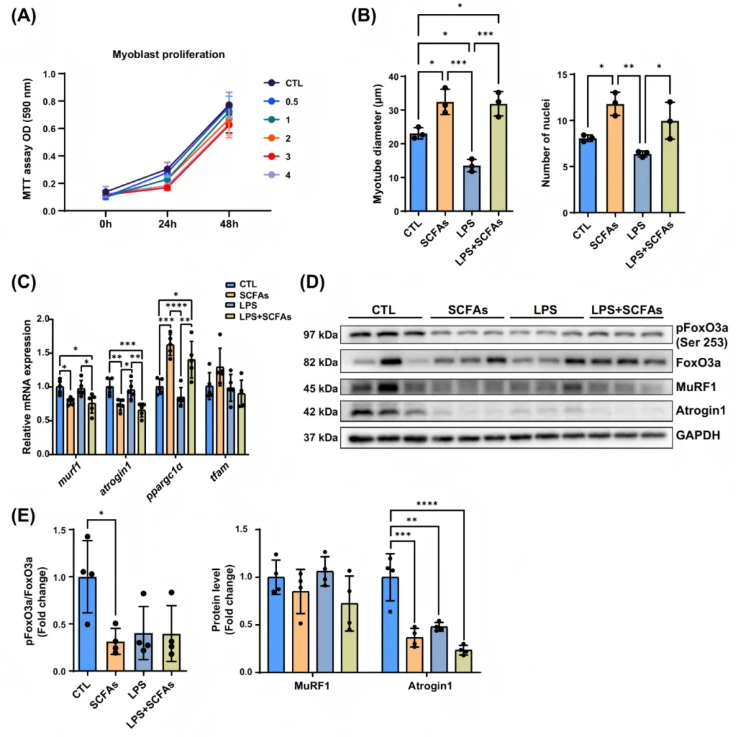 JCSM(IF=9.1)|香港中文大学研究团队：SCFAs激活mTOR通路，为肌少症治疗打开“肠道-肌肉轴”新窗口(图8)