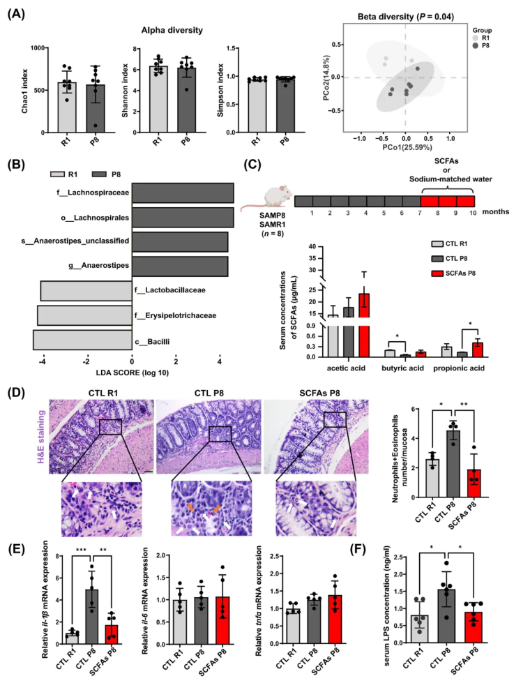 JCSM(IF=9.1)|香港中文大学研究团队：SCFAs激活mTOR通路，为肌少症治疗打开“肠道-肌肉轴”新窗口(图2)