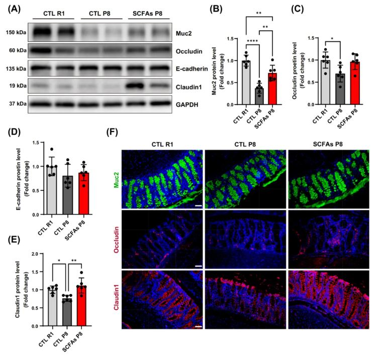 JCSM(IF=9.1)|香港中文大学研究团队：SCFAs激活mTOR通路，为肌少症治疗打开“肠道-肌肉轴”新窗口(图3)