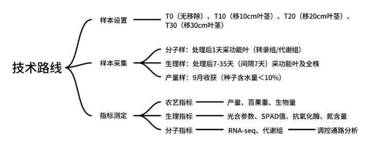 PPB(IF=5.7)|青岛农大司彤老师团队发现花生增产秘诀：适度剪枝，产量品质双丰收！(图2)