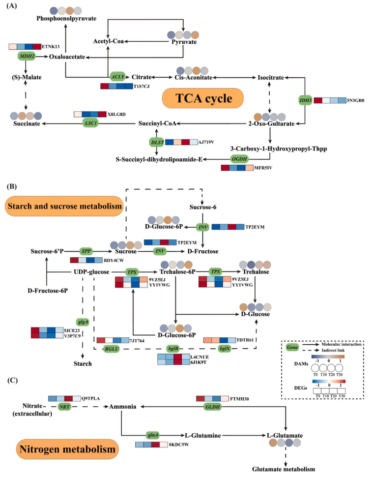 PPB(IF=5.7)|青岛农大司彤老师团队发现花生增产秘诀：适度剪枝，产量品质双丰收！(图8)