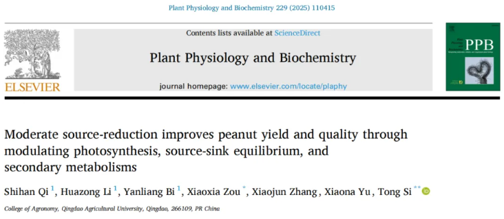PPB(IF=5.7)|青岛农大司彤老师团队发现花生增产秘诀：适度剪枝，产量品质双丰收！(图1)