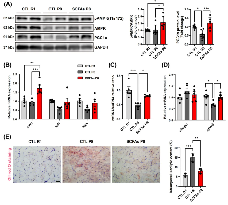 JCSM(IF=9.1)|香港中文大学研究团队：SCFAs激活mTOR通路，为肌少症治疗打开“肠道-肌肉轴”新窗口(图7)