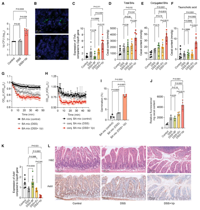 Cell子刊(IF=18.7)|交大医学院附属仁济医院李敏团队：韦荣球菌肠道定植驱动克罗恩病患者艰难梭菌感染(图6)