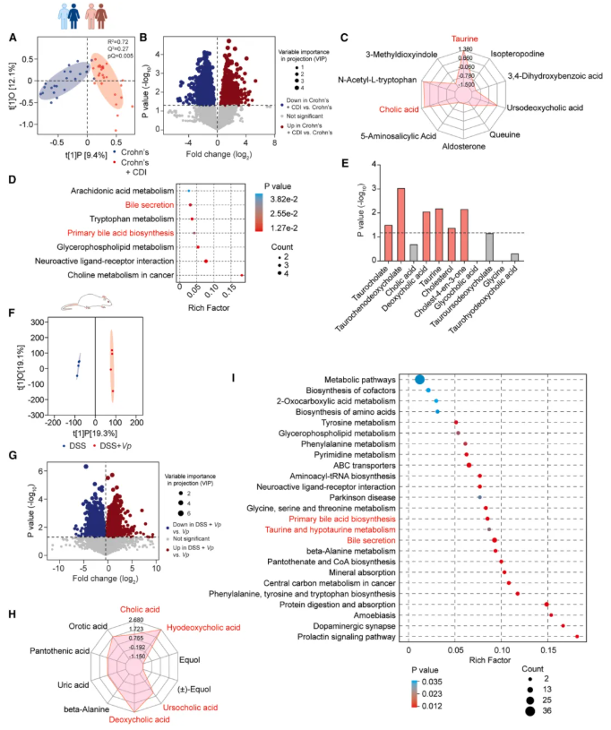 Cell子刊(IF=18.7)|交大医学院附属仁济医院李敏团队：韦荣球菌肠道定植驱动克罗恩病患者艰难梭菌感染(图5)