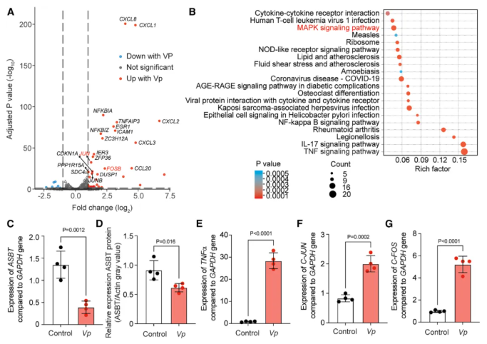 Cell子刊(IF=18.7)|交大医学院附属仁济医院李敏团队：韦荣球菌肠道定植驱动克罗恩病患者艰难梭菌感染(图7)