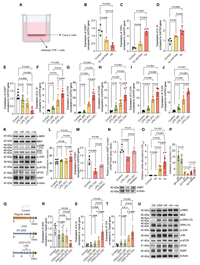 Cell子刊(IF=18.7)|交大医学院附属仁济医院李敏团队：韦荣球菌肠道定植驱动克罗恩病患者艰难梭菌感染(图8)