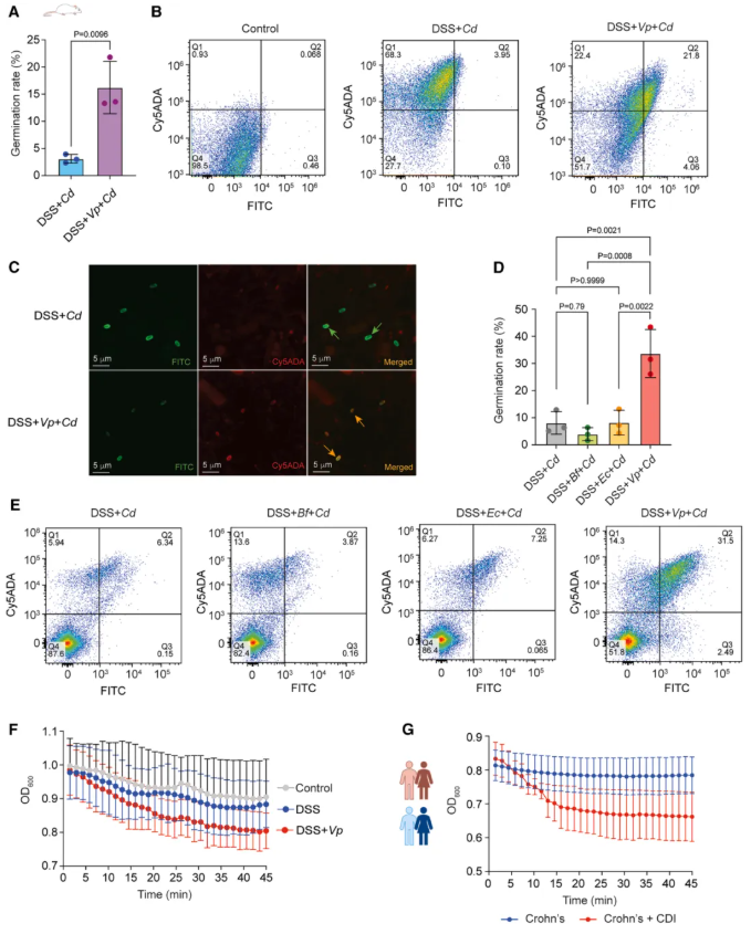 Cell子刊(IF=18.7)|交大医学院附属仁济医院李敏团队：韦荣球菌肠道定植驱动克罗恩病患者艰难梭菌感染(图4)