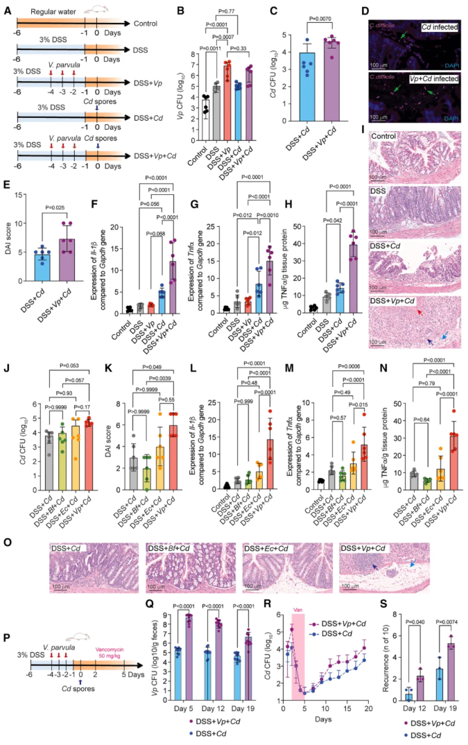 Cell子刊(IF=18.7)|交大医学院附属仁济医院李敏团队：韦荣球菌肠道定植驱动克罗恩病患者艰难梭菌感染(图3)