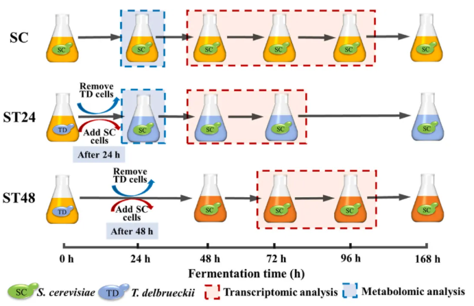 LWT(IF=6.6)|天津科技大学张翠英老师团队破译酵母“对话”密码：新发现三种代谢物，让葡萄酒香气更胜一筹！(图2)