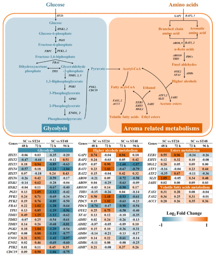 LWT(IF=6.6)|天津科技大学张翠英老师团队破译酵母“对话”密码：新发现三种代谢物，让葡萄酒香气更胜一筹！(图6)