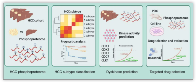 Hepatology(IF=15.8)|中国医学科学院徐平/卢实春团队通过磷酸化蛋白质组学揭示肝癌新亚型并锁定C型治疗新靶点(图2)