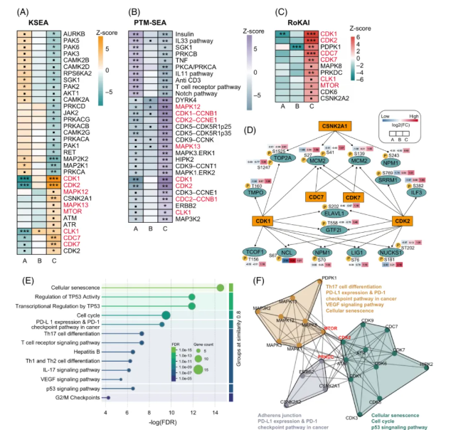 Hepatology(IF=15.8)|中国医学科学院徐平/卢实春团队通过磷酸化蛋白质组学揭示肝癌新亚型并锁定C型治疗新靶点(图6)