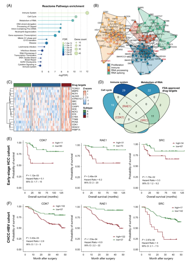 Hepatology(IF=15.8)|中国医学科学院徐平/卢实春团队通过磷酸化蛋白质组学揭示肝癌新亚型并锁定C型治疗新靶点(图5)