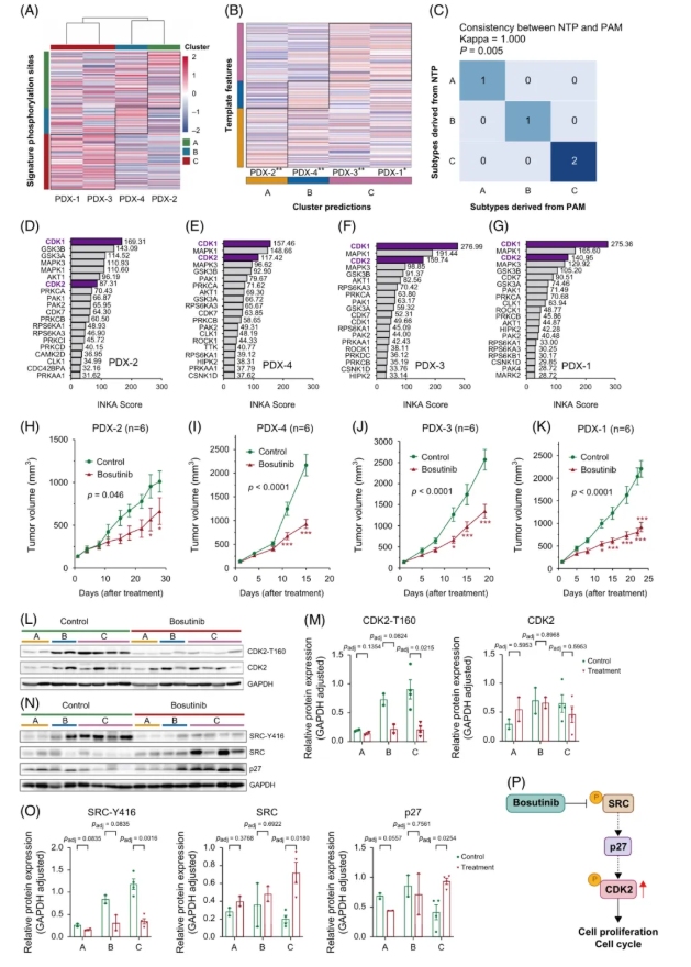 Hepatology(IF=15.8)|中国医学科学院徐平/卢实春团队通过磷酸化蛋白质组学揭示肝癌新亚型并锁定C型治疗新靶点(图9)