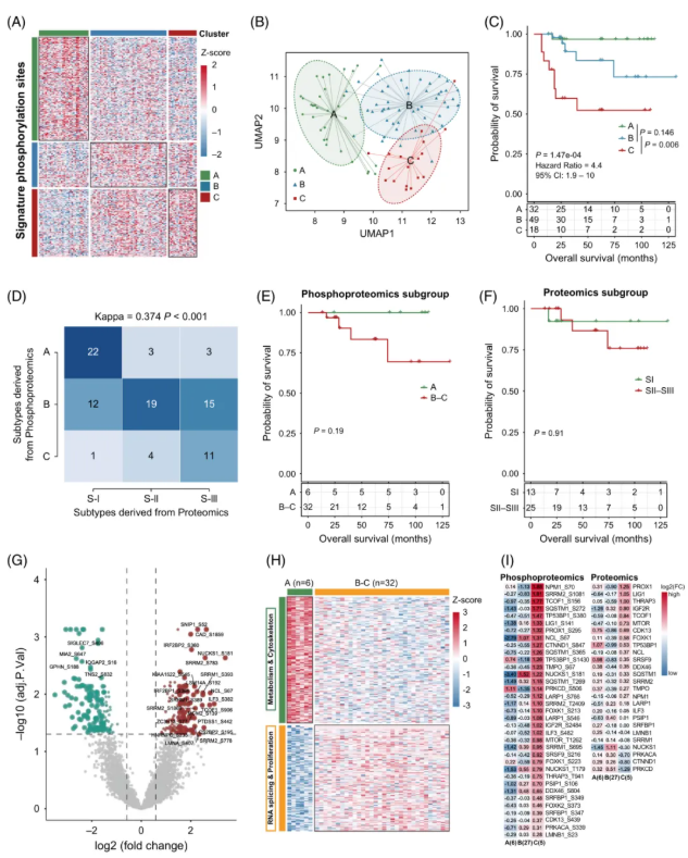 Hepatology(IF=15.8)|中国医学科学院徐平/卢实春团队通过磷酸化蛋白质组学揭示肝癌新亚型并锁定C型治疗新靶点(图4)
