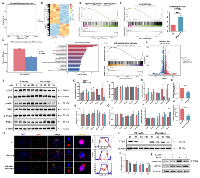 J. Nanobiotechnol.(IF=12.6)|金纳米球如何通过“肠-关节轴”，缓解类风湿关节炎进展！(图8)