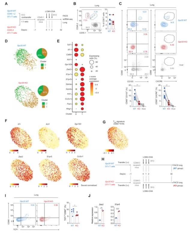 Sci Immunol.(IF=16.3)|单细胞图谱揭秘：GPR25如何塑造肺肝“常驻”T细胞，增强抗肿瘤免疫!(图7)
