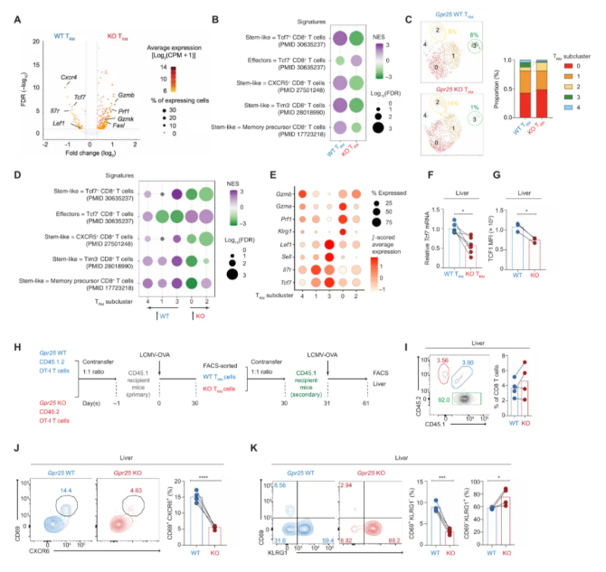 Sci Immunol.(IF=16.3)|单细胞图谱揭秘：GPR25如何塑造肺肝“常驻”T细胞，增强抗肿瘤免疫!(图5)