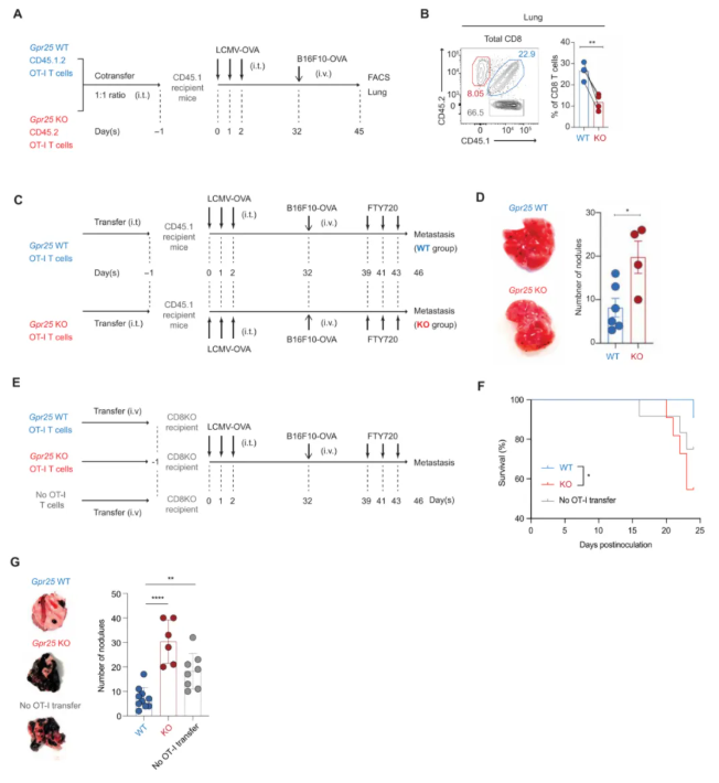 Sci Immunol.(IF=16.3)|单细胞图谱揭秘：GPR25如何塑造肺肝“常驻”T细胞，增强抗肿瘤免疫!(图8)