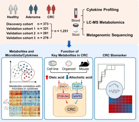 于君教授联合国内多家单位发现结直肠肿瘤的新代谢机制，提出代谢标志物的潜在应用价值(图3)
