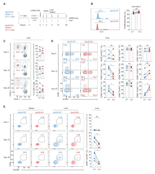 Sci Immunol.(IF=16.3)|单细胞图谱揭秘：GPR25如何塑造肺肝“常驻”T细胞，增强抗肿瘤免疫!(图4)