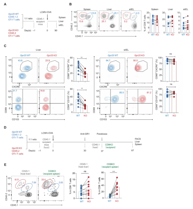 Sci Immunol.(IF=16.3)|单细胞图谱揭秘：GPR25如何塑造肺肝“常驻”T细胞，增强抗肿瘤免疫!(图3)