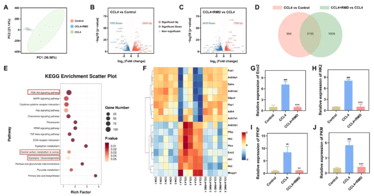 J Ethnopharmacol.|陕西中医药大学史晓燕团队发现：肉牡丹汤可通过抑制糖酵解，阻断肝纤维化进程(图8)