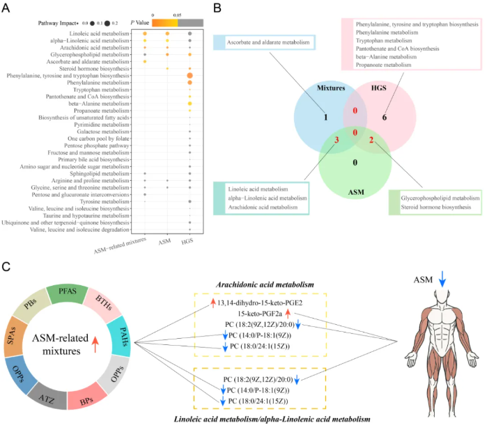 Environ.Chem.Ecotoxicol.(IF=8.2)|华中科技大学张晓敏教授团队：EDC混合物通过代谢扰动影响成人肌肉健康(图8)