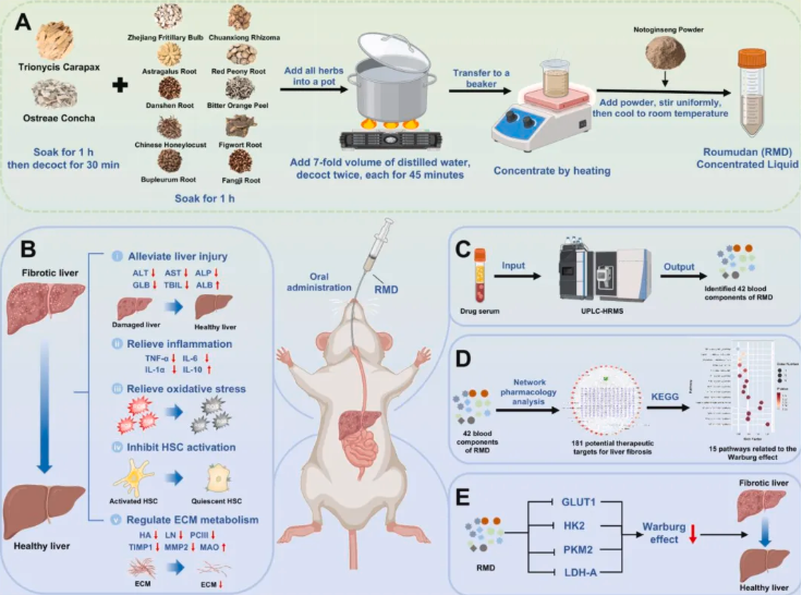 J Ethnopharmacol.|陕西中医药大学史晓燕团队发现：肉牡丹汤可通过抑制糖酵解，阻断肝纤维化进程(图2)