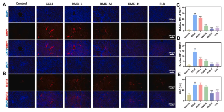 J Ethnopharmacol.|陕西中医药大学史晓燕团队发现：肉牡丹汤可通过抑制糖酵解，阻断肝纤维化进程(图6)