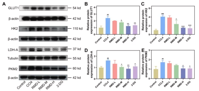J Ethnopharmacol.|陕西中医药大学史晓燕团队发现：肉牡丹汤可通过抑制糖酵解，阻断肝纤维化进程(图10)