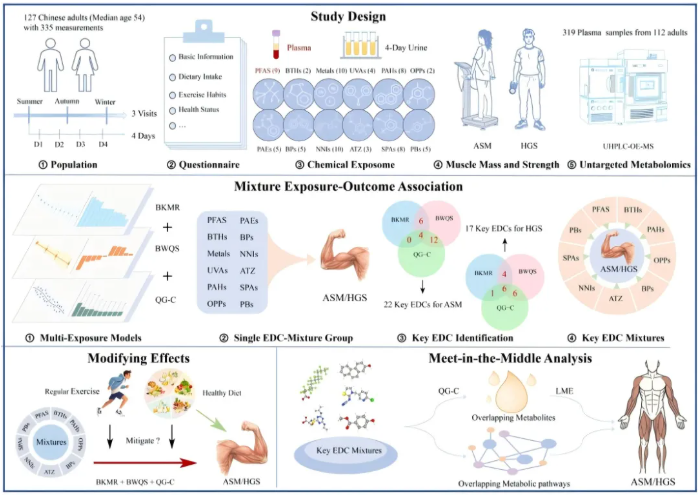 Environ.Chem.Ecotoxicol.(IF=8.2)|华中科技大学张晓敏教授团队：EDC混合物通过代谢扰动影响成人肌肉健康(图2)