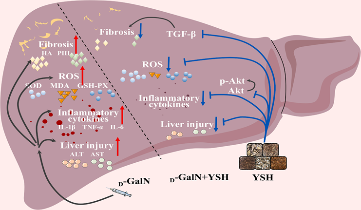 DIA中药入血(图2)