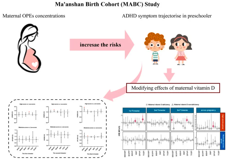 J.Hazard.Mater.(IF=11.3)|安徽医科大学陶芳标教授:孕期OPEs暴露与儿童ADHD的关联及维生素D调节作用(图4) J.Hazard.Mater.(IF=11.3)|安徽医科大学陶芳标教授:孕期OPEs暴露与儿童ADHD的关联及维生素D调节作用(图4)