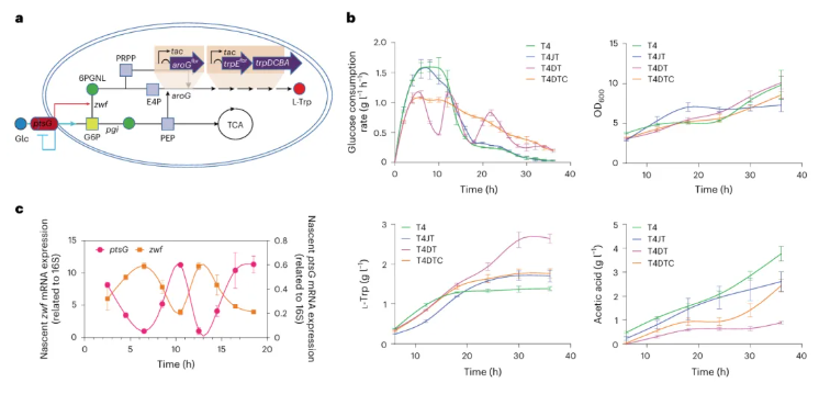 nature子刊|中科院天津工业生物所张大伟团队实现葡萄糖摄取速率的实时感知与动态调控(图6)