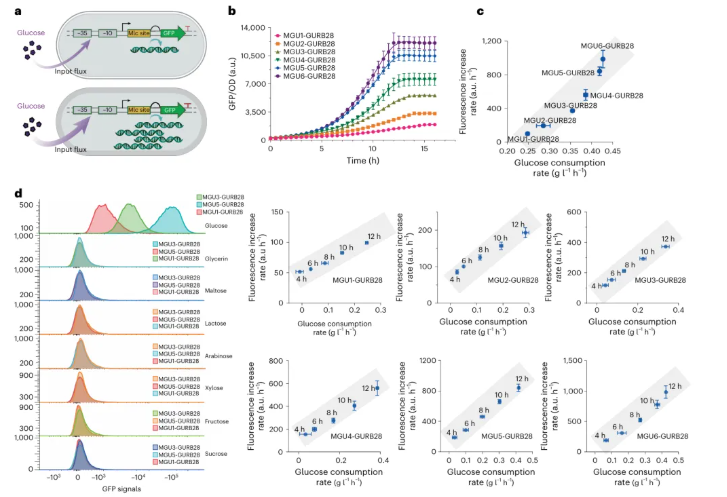 nature子刊|中科院天津工业生物所张大伟团队实现葡萄糖摄取速率的实时感知与动态调控(图4)