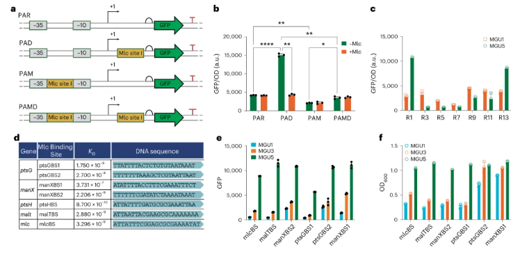 nature子刊|中科院天津工业生物所张大伟团队实现葡萄糖摄取速率的实时感知与动态调控(图3)