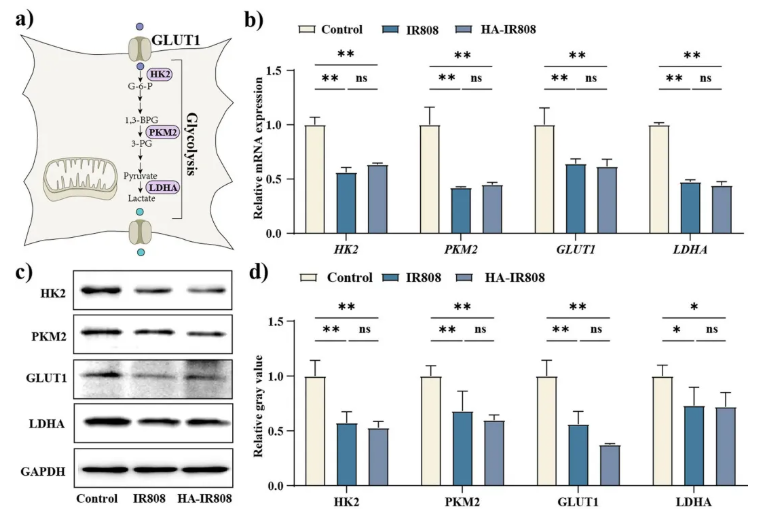 J.Nanobiotechnol. (IF=12.6)| 上海九院章一新教授团队：HA-IR808自组装纳米凝胶透皮靶向，调控糖酵解抑制瘢痕形成(图5)