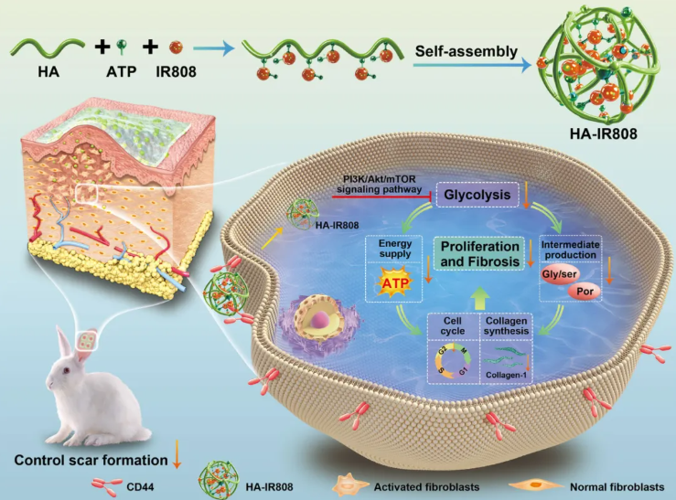 J.Nanobiotechnol. (IF=12.6)| 上海九院章一新教授团队：HA-IR808自组装纳米凝胶透皮靶向，调控糖酵解抑制瘢痕形成(图2)