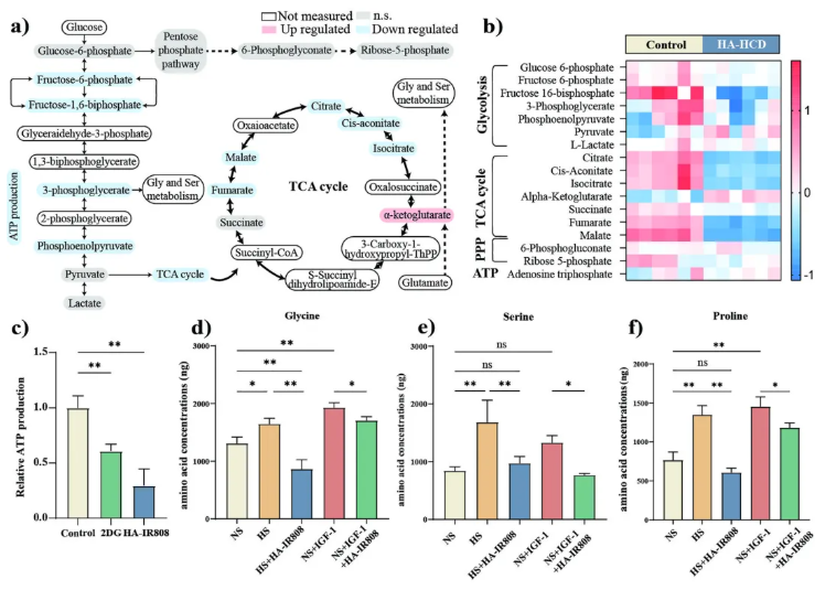 J.Nanobiotechnol. (IF=12.6)| 上海九院章一新教授团队：HA-IR808自组装纳米凝胶透皮靶向，调控糖酵解抑制瘢痕形成(图8)